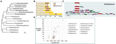 Evolutionary Dynamics and Lateral Gene Transfer in Raphidophyceae Plastid Genomes